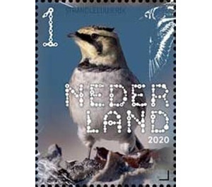 Horned lark - Netherlands 2020 - 1