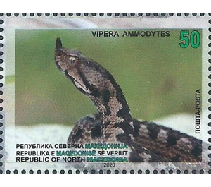 Horned Viper (Vipera ammodytes) - Macedonia / North Macedonia 2020 - 50