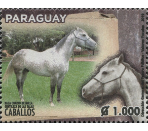 Horse Breeds of Paraguay (Equus ferus caballos) - South America / Paraguay 2019