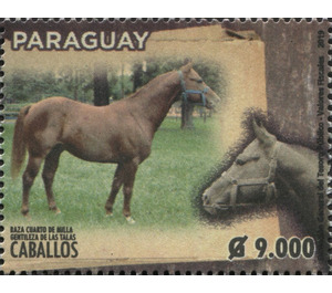 Horse Breeds of Paraguay (Equus ferus caballos) - South America / Paraguay 2019