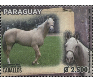 Horse Breeds of Paraguay (Equus ferus caballos) - South America / Paraguay 2019