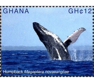 Humpback (Megaptera novaeangliae) - West Africa / Ghana 2017 - 12