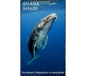 Humpback (Megaptera novaeangliae) - West Africa / Ghana 2017 - 20