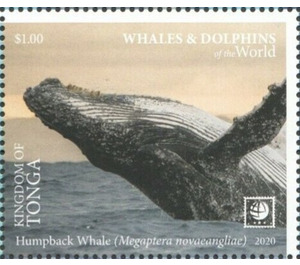 Humpback Whale (Megaptera novaeangliae) - Polynesia / Tonga 2020 - 1