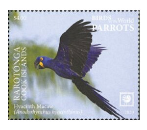 Hyacinth Macaw (Anodorhynchus hyacinthinus) - Cook Islands, Rarotonga 2020 - 4