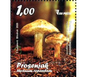 Hydnum repandum - Bosnia and Herzegovina 2020 - 1