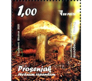 Hydnum repandum - Bosnia and Herzegovina 2020 - 1