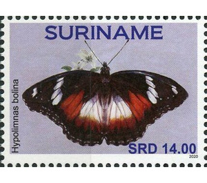 Hypolimnas bolina - South America / Suriname 2020 - 14