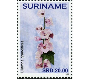 Iliamna grandiflora - South America / Suriname 2020 - 20