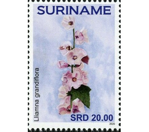 Iliamna grandiflora - South America / Suriname 2020 - 20