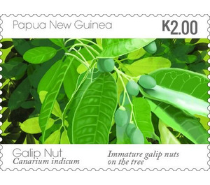 Immature Galip Nuts - Melanesia / Papua and New Guinea / Papua New Guinea 2019 - 2