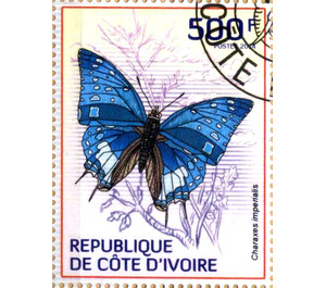 Imperial Blue Charaxes (Charaxes imperialis) - West Africa / Ivory Coast 2014 - 500