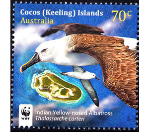 Indian Yellow-nosed Albatross (Thalassarche carteri) - Cocos (Keeling) Islands 2015 - 70