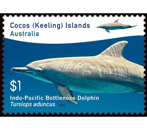 Indo-Pacific Bottlenose Dolphin (Tursiops aduncus) - Cocos (Keeling) Islands 2016 - 1