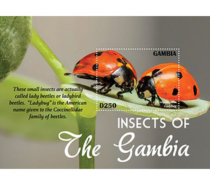 Insects of The Gambia - West Africa / Gambia 2021