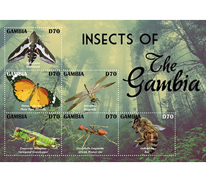 Insects of The Gambia - West Africa / Gambia 2021