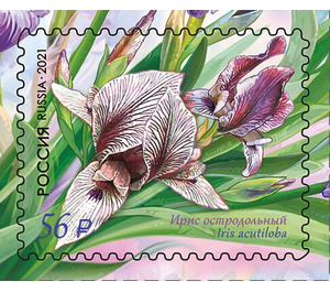Iris acutiloba - Russia 2021 - 56