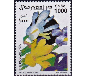 Iris hollandica - East Africa / Somalia 2002