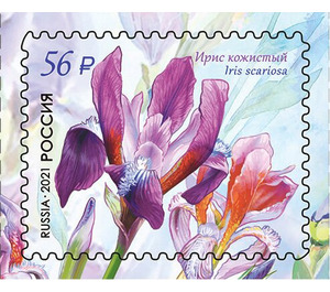 Iris scariosa - Russia 2021 - 56
