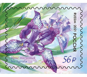 Iris tigridia - Russia 2021 - 56
