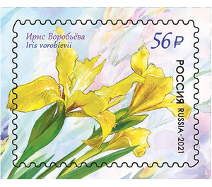 Iris vorobievii - Russia 2021 - 56