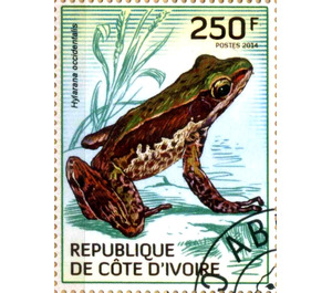 Ivory Coast Frog (Hylarana occidentalis) - West Africa / Ivory Coast 2014 - 250