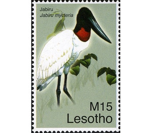 Jabiru (Jabiru mycteria) - South Africa / Lesotho 2007 - 15