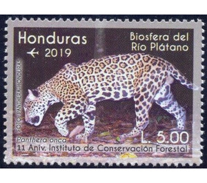 Jaguar (Panthera onca) - Central America / Honduras 2019 - 5