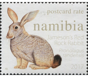 Jameson's Red Rock Rabbit (Pronolagus randensis) - South Africa / Namibia 2017