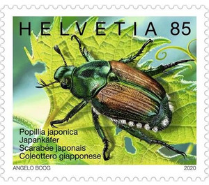 Japanese Beetle (Popillia japonica) - Switzerland 2020 - 85