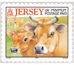 Jersey Cow (Bos primigenius taurus) - Jersey 2001