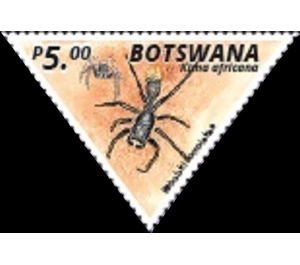Jumping Spider (Kima africana) - South Africa / Botswana 2020 - 5