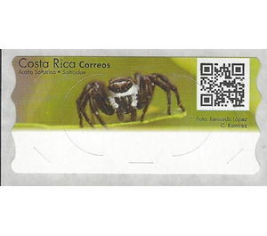 Jumping Spider (Salticidae) - Central America / Costa Rica 2020