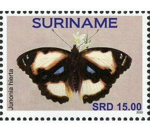 Junonia hierta - South America / Suriname 2020 - 15