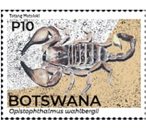 Kalahari Burrower Scorpion (Opistophthalmus wahlbergii) - South Africa / Botswana 2021 - 10