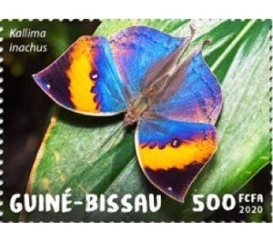 Kallima inachus - West Africa / Guinea-Bissau 2020 - 500