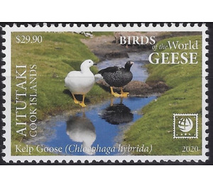 Kelp Goose (Chloephaga hybrida) - Aitutaki 2020 - 29.90