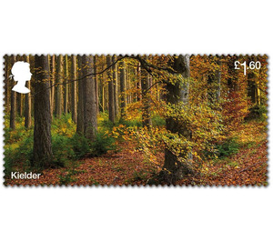 Kielder Forest - United Kingdom 2019 - 1.60