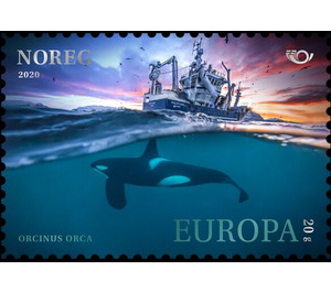 Killer Whale - Norway 2020