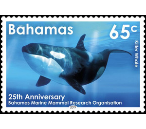 Killer Whale (Orcinus orca) - Caribbean / Bahamas 2019 - 65