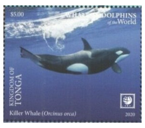 Killer Whale (Orcinus orca) - Polynesia / Tonga 2020 - 1