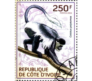 King Colobus (Colobus polykomos) - West Africa / Ivory Coast 2014 - 250