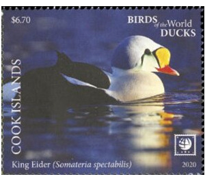 King Eider (Somateria spectabilis) - Polynesia / Cook Islands 2020 - 6.70