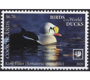 King Eider (Somateria spectabilis) - Polynesia / Cook Islands 2020 - 6.70