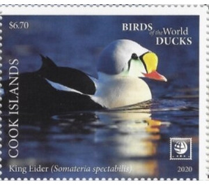 King Eider (Somateria spectabilis) - Polynesia / Cook Islands 2020 - 6.70