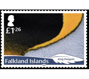 King Penguin (Aptenodytes patagonicus) - South America / Falkland Islands 2019 - 1.26