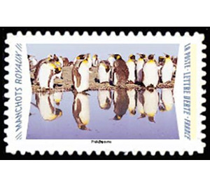 King Penguins - France 2020