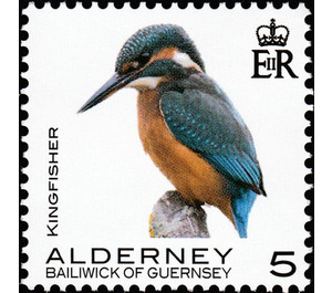 Kingfisher - Alderney 2020 - 5