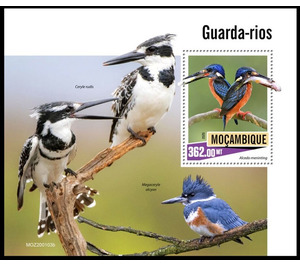 Kingfishers - East Africa / Mozambique 2020