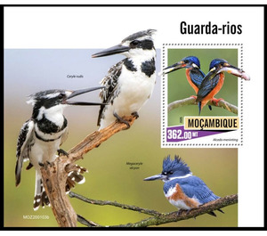 Kingfishers - East Africa / Mozambique 2020